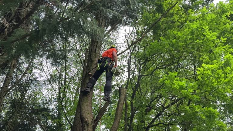 How Our Tree Care Process Works  in  Dublin, CA