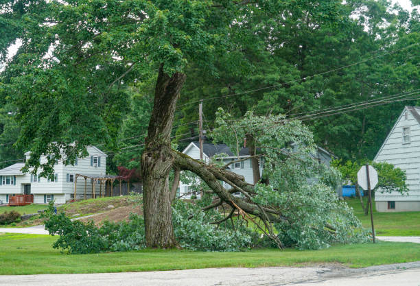 Best Tree Removal  in Dublin, CA