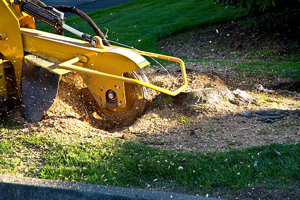 Best Tree and Shrub Care  in Dublin, CA