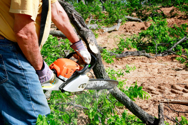 Best Fruit Tree Pruning  in Dublin, CA